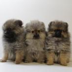 Kleine Kees & Dwergkees - puppy's te koop, 15 weken tot 1 jaar, Buitenland, CDV (hondenziekte), Meerdere