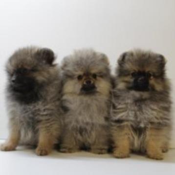 Kleine Kees & Dwergkees - puppy's te koop beschikbaar voor biedingen
