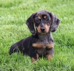teckel pups Blue merle korthaar, Dieren en Toebehoren, Honden | Teckels en Dashonden, België, CDV (hondenziekte), 8 tot 15 weken