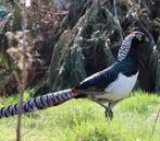 Lady Amherstfazant haan/hen, Dieren en Toebehoren, Vogels | Overige Vogels, Meerdere dieren, Tropenvogel, Geringd