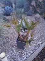 Palmboom, Enlèvement