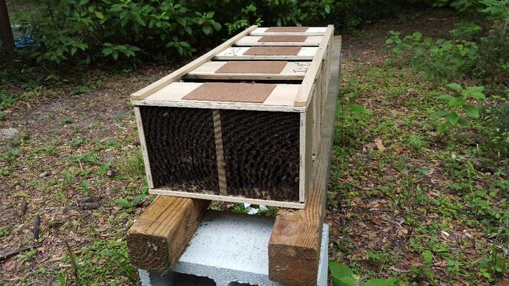 Bijenvölken kopen – Buckfast,Carnica,Ligustica en Zwarte bij, Animaux & Accessoires, Insectes & Araignées, Abeilles