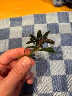 Bucephalandra 'Brownie Purple', Ophalen of Verzenden, Nieuw, Plant(en), Steen of Hout