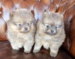 FCI puppies pomeranian pomeriaan dwergkees, Dieren en Toebehoren, Honden | Poolhonden, Keeshonden en Oertypen, België, Fokker | Hobbymatig