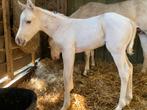 Quarter merrie, Dieren en Toebehoren, Paarden, Merrie