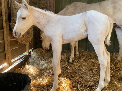 Quarter merrie, Dieren en Toebehoren, Paarden, Merrie