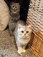 Britse korthaar silver tabby, Dieren en Toebehoren, Katten en Kittens | Raskatten | Korthaar, Poes, Gechipt, 0 tot 2 jaar