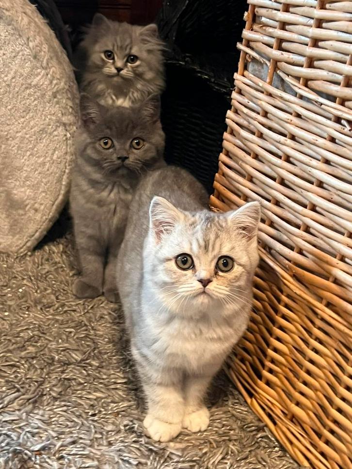 Britse korthaar silver tabby, Dieren en Toebehoren, Katten en Kittens | Raskatten | Korthaar, Poes, 0 tot 2 jaar, Gechipt, Ontwormd