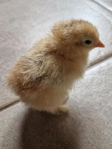 Kuikens van Brahma´s beschikbaar voor biedingen