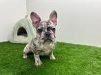 Franse Bulldog Puberpup - Bleu merle, Dieren en Toebehoren, Honden | Bulldogs, Pinschers en Molossers, België, 8 tot 15 weken