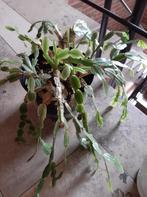 Schlumbergera / plant in nood / om te verpotten, Ophalen