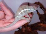 Kameleon, Dieren en Toebehoren