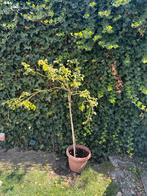 2 rozenstruiken op stam. Witte roosjes, Tuin en Terras, Planten | Tuinplanten, Vaste plant, Halfschaduw, Zomer, Ophalen