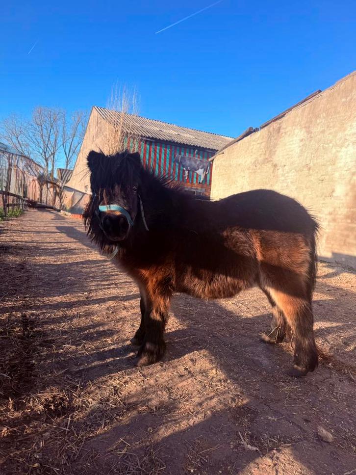 Kinderponytje merrie, Dieren en Toebehoren, Paarden, Merrie