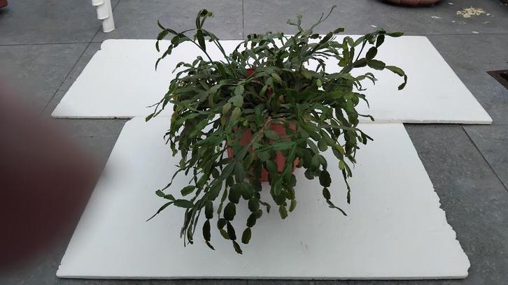 Schlumbergera, of kerstcactus, is een cactusplant, Huis en Inrichting, Kamerplanten, Cactus, Minder dan 100 cm, Bloeiende kamerplant