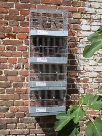 Vogel, kolom, kooi, zingen, seksen  beschikbaar voor biedingen