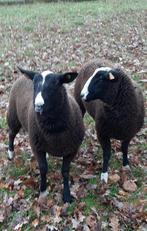 Zwartbles schapen rammen, Mannelijk