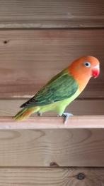 Dwergpapegaai Agapornis Fisherie, Femelle, Perroquet nain ou Inséparable, Bagué