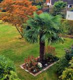 Palmstekjes, Ophalen