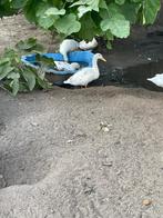 Witte eenden