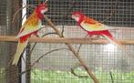 rubino rosella's, Meerdere dieren, Parkiet, Geringd