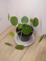 Plante, Huis en Inrichting, Kamerplanten, Ophalen