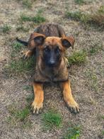 Mechelse herder pups klaar voor verkoop, Dieren en Toebehoren, België, Overige rassen, CDV (hondenziekte), 8 tot 15 weken