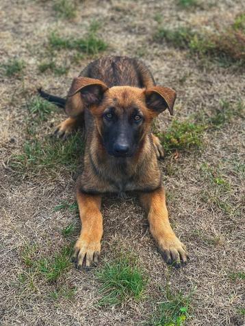 Chiots de berger de Malines prêts à vendre, Autres races, Plusieurs, Parvovirose, Belgique