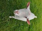 Dwerggeit, Dieren en Toebehoren, Schapen, Geiten en Varkens, Vrouwelijk, Geit, 6 jaar of ouder