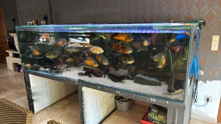Zeer groot aquarium, Dieren en Toebehoren, Vissen | Aquaria en Toebehoren, Zo goed als nieuw, Ophalen