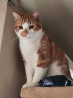 Kater zoekt thuis, Dieren en Toebehoren, Kater, 3 tot 5 jaar