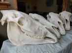 Paardenschedel schedel paard botten anatomie INCL verzenden, Verzamelen, Dierenverzamelingen, Verzenden, Zo goed als nieuw, Paard