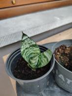 laag blijvende sanseveria, Huis en Inrichting, Kamerplanten, Vetplant, Ophalen of Verzenden, In pot, Minder dan 100 cm