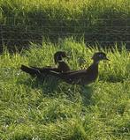 Carolina eenden, Dieren en Toebehoren, Pluimvee, Meerdere dieren, Eend