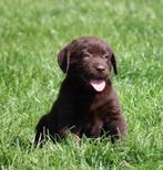 Labrador pup, Dieren en Toebehoren, Honden | Retrievers, Spaniëls en Waterhonden, België, Reu, CDV (hondenziekte), 8 tot 15 weken
