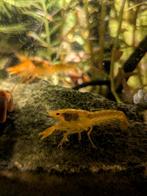 CPO dwergkreeftjes, Dieren en Toebehoren, Vissen | Aquariumvissen