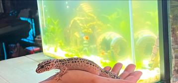 Gecko léopard + terrarium 