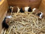 7 Jonge gladhaar cavia’s, direct beschikbaar, Dieren en Toebehoren, Knaagdieren, Juli, Meerdere dieren, Cavia