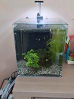 Mooi aquarium 35x35x40, Dieren en Toebehoren, Ophalen, Zo goed als nieuw