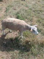 DEKRAM TE KOOP, Dieren en Toebehoren, Schapen, Geiten en Varkens
