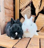 Raszuivere kleurdwergjes, Dieren en Toebehoren, Konijnen