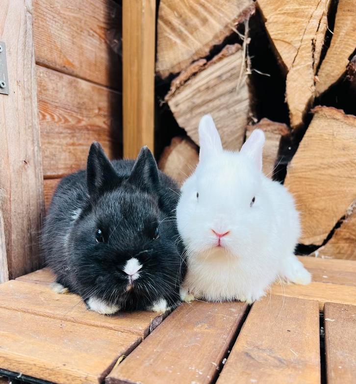 Raszuivere kleurdwergjes, Dieren en Toebehoren, Konijnen