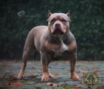 AMERICAN BULLY PUPS ( MOOIE  BLOEDLIJNEN ), Parvovirose, Autres races, Plusieurs, Belgique