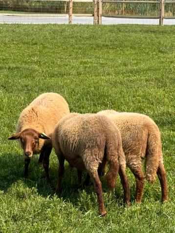Ardense voskop rammen beschikbaar voor biedingen