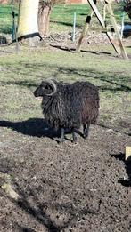 Heidschnucke, Mouton