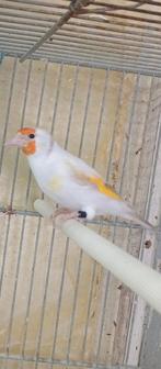 Chardonneret femmelle mutation taille intermédiaire 2025, Animaux & Accessoires, Femelle