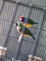 diamant de goulds, Dieren en Toebehoren, Ophalen