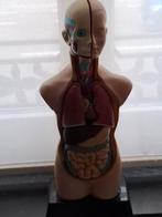 Anatomie model, kompleet, 48 cm hoog, Ophalen of Verzenden, Zo goed als nieuw