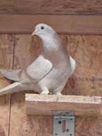 Turkse takla duif, Mannelijk, Overige soorten