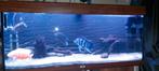 Fluval aquarium 120 liter, Dieren en Toebehoren, Ophalen